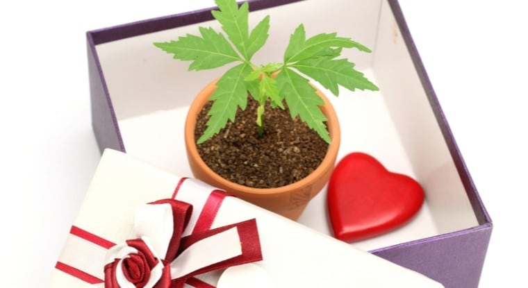 Are Plants a Good Housewarming Gift