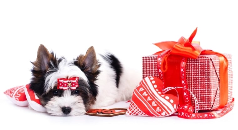 How to Gift a Puppy for Christmas