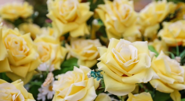 What Color Roses For Daughters Birthday Gift Aero