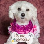 dog's Birthday Celebration