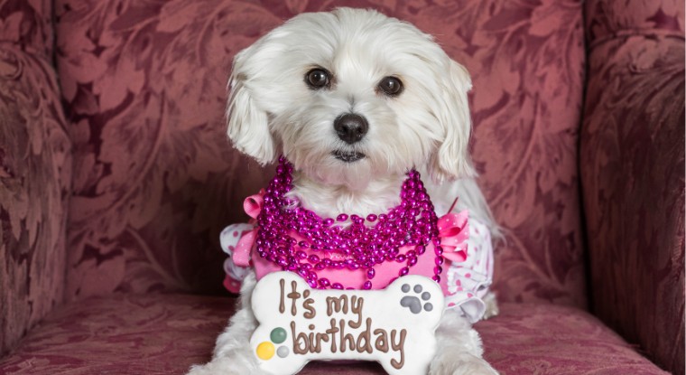 dog's Birthday Celebration