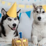 dogs birthday