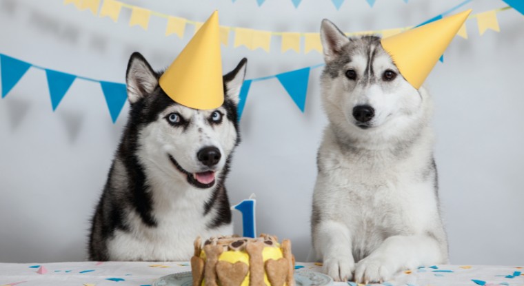 Do Dogs Know Their Birthday? - Gift Aero